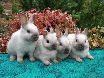 Zakrslý siamský žlutý miminka - 5