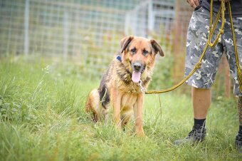 Shadow - x Německý ovčák, Hodně bláznivý aktivní kluk,4 roky - 5