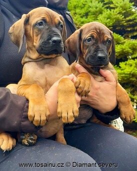 Tosa inu - krásná štěňátka s PP - 5