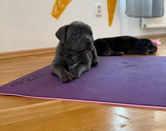 American Bully XL s PP - IHNED K ODBĚRU - 5