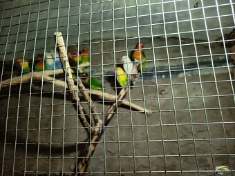 Prodám Agapornis nebo výměna - 5