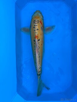 Koi kapři - 5