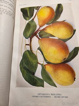 České ovoce Jan Říha - 5