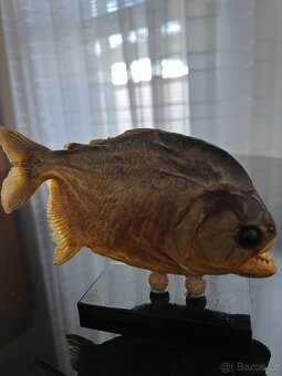 Piranha, exoticka ryba z Brazilie - 5