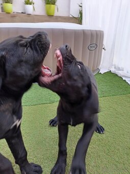 Štěně Bandog - 5