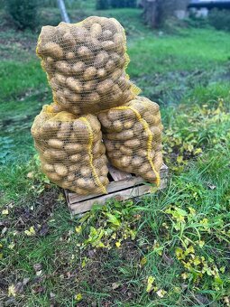 Brambory na uskladnění🥔🥔 - 5