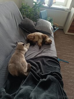 Britský kocourek - 5