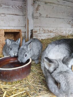 Zakrslý králík - 5