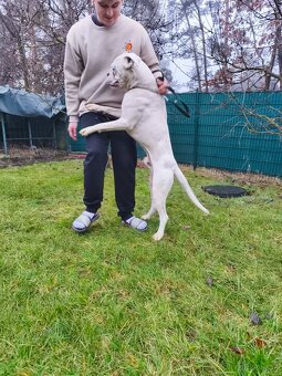 Německý boxer s PP - 5