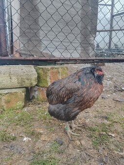 Prodám kuřice Araukany - 5