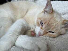 HLEDÁ SE BÍLÝ KOCOUR OLÍ - 5