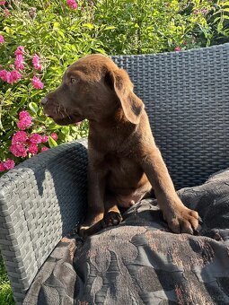 štěňata labrador a – připravena k odběru - 5