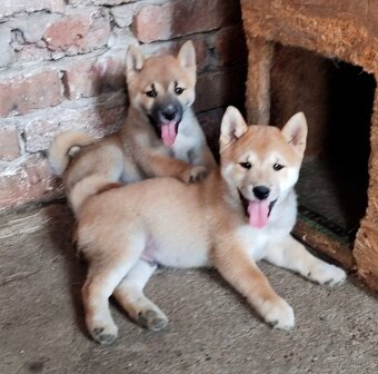 Shiba inu - 5