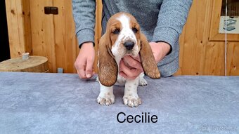 Bassethound s PP - 5