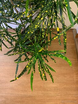 Prodám Ficus Benjamin a Croton Pictum - 5