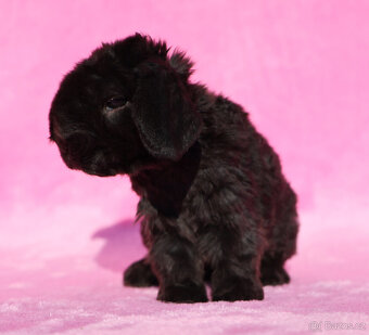 Zakrslý rex beránek , samička s VP . - 5