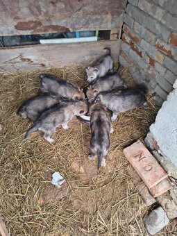 Československý vlčák bez PP - 5