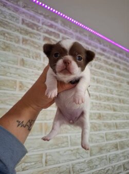 Čivava Štěňata - 5