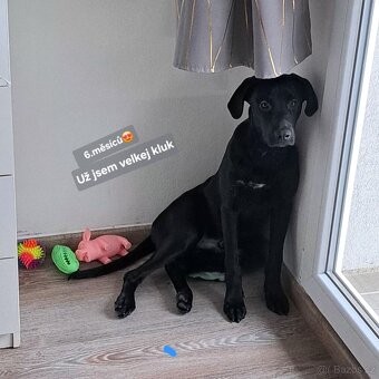 Daruji pejska do dobrých rukou - 5