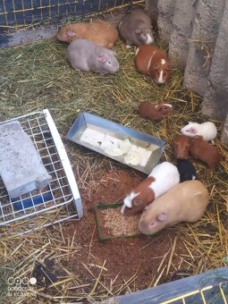 Obří Cuy morčata Doležal świnka morska Meerschweichen - 5