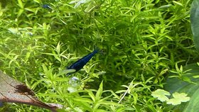 Neocaridina Davidi var. Blue Dream NOVINKA-zasíláme - 5