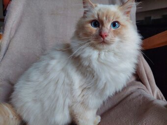 Ragdoll - 5