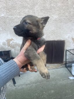 Německý ovčák - 5