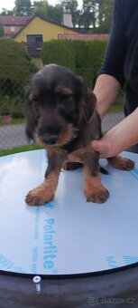 Jezevčík drsnosrstý - 5