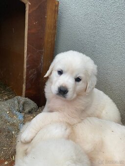 Prodám štěňata Slovenského čuvače - 5