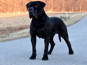 Krycí pes Cane Corso - 5