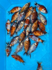 Jezírkové ryby - 5