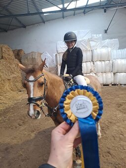 Zkušená pony B klisna - 5