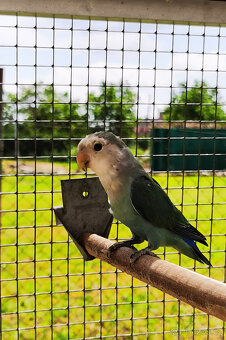 Agapornis růžohrdlý - 5