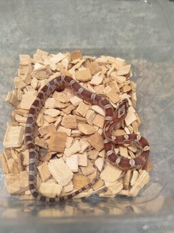 Užovky červené 8/25 classic a diffused - 5