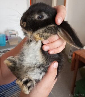 Zakrslý beránek králíček - 5