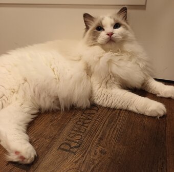 Kocourci ragdoll s PP - 5