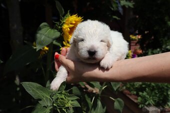 Maremma Sheepdog - Maremmansko Abruzský pastevecký pes - 5