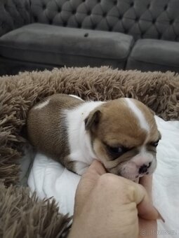 Francouzský buldoček - 5