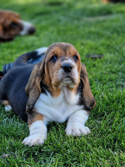 Bassethound - dva trikolorní pejsci s PP - 5