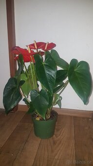Anthurium - 5