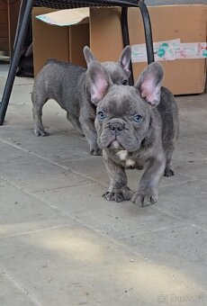 Štěňátka francouzského buldočka – barva blue 🐾 - 5