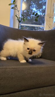 Koťátka Ragdoll - 5