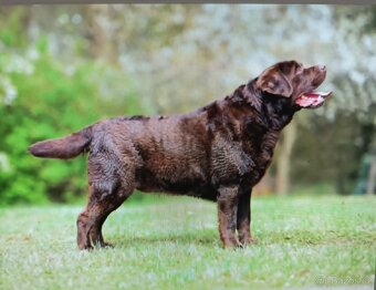 Labradorský retriever s PP - 5