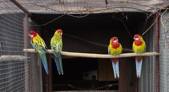 Rosela Golden mantel - 5