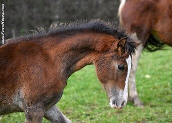 Welsh Cob - 5
