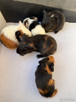 Morčata hladké 3x sameček - 5