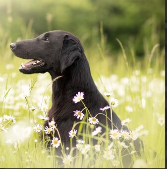 FLAT coated retriever -Černá a hnědá šť s PP - 5