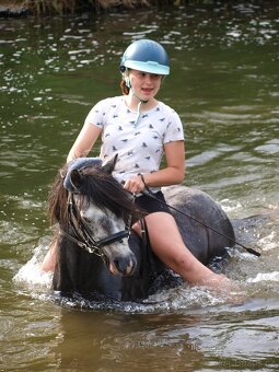 Valach Welsh pony, sekce B k prodeji - 5