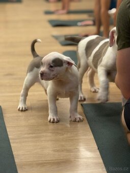 American Bully XL TOP rodokmen originál ABKC USA - 5