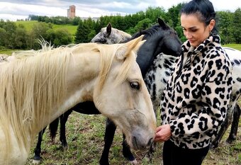 Palomino Foundation Appaloosa valášek - 5